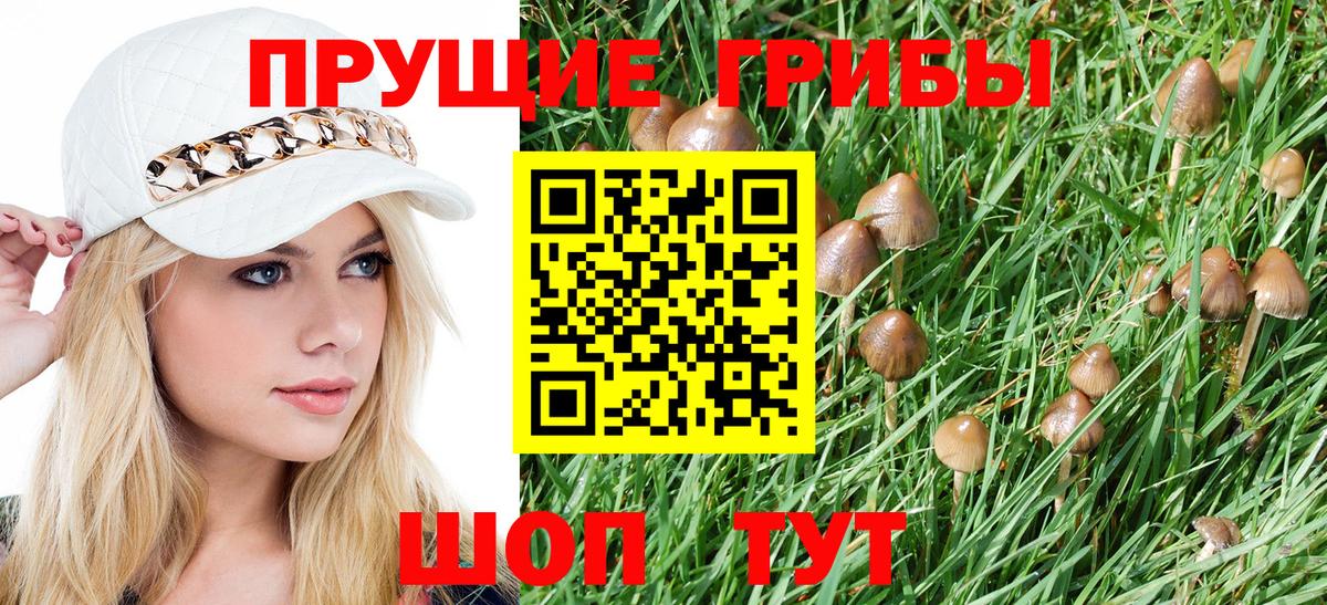 Галлюциногенные грибы Psilocybe  Бугульма 